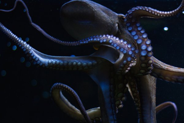 Kraken ссылка tor